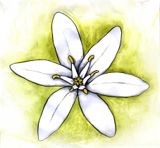 Bachblüten & Bachblueten